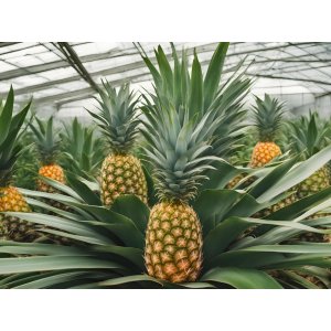 Ananasovník (Ananas comusus) - výška 40-60 cm, kont. C5L
